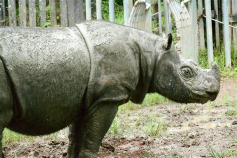 Borneo Rhino Alliance — BORA is an NGO which is dedicated to uniting ...