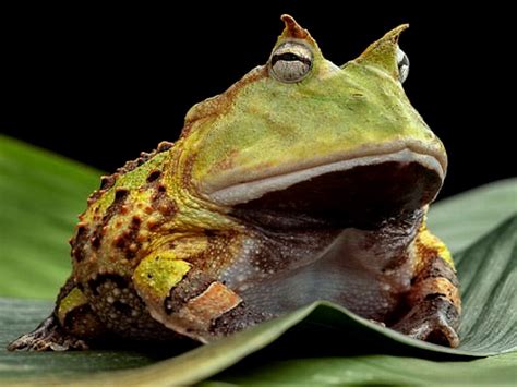 Giant frogs capable of eating dinosaurs - Technology - Business Recorder