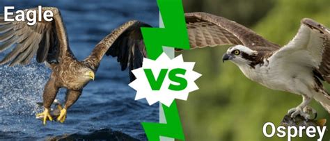 Osprey vs Eagle: What Are the Differences? - IMP WORLD