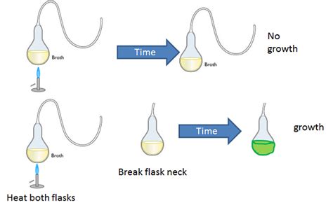 Louis Pasteur: Experiments, Contribution & Theory | Study.com