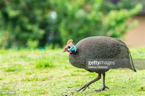 371 Guinea Fowl Colors Stock Photos, High-Res Pictures, and Images ...