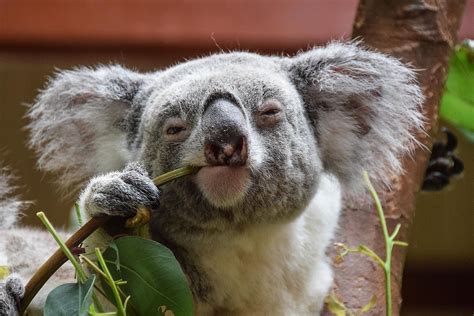 Which Australian States Host Koala Populations? - WorldAtlas