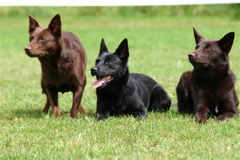 Australian kelpies - Best Beauty Animal