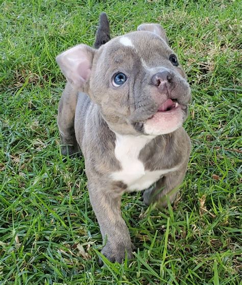 American Bully Puppies For Sale | La Verne, CA #340250