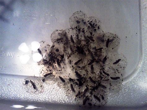 Need Help with Axolotl Eggs - Please! | Caudata.org: Newts and ...