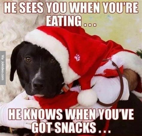 Dog-gone Funny Christmas Memes plus Friday Frivolity - Munofore