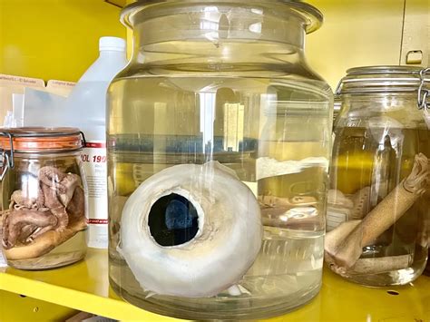 I Spy… A Giant Squid Eye | Smithsonian Voices | National Museum of ...