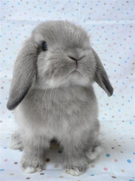 Pin by tori torres on pets 5 | Cute baby bunnies, Cute baby animals ...