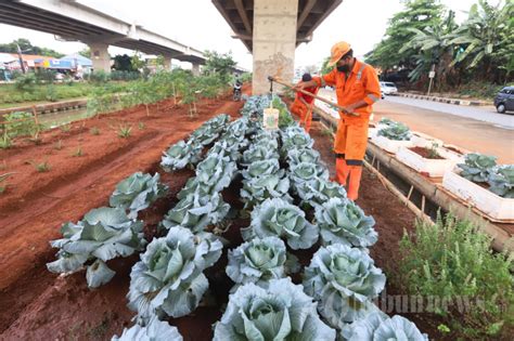 Merawat Tanaman Sayur Di Kolong Tol Becakayu, Foto 6 #1893582 ...