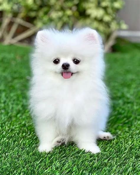 Tiny Pomeranian – How Much Do These Adorable Fluffy Ball Cost? | Cute ...