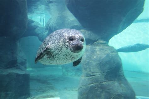 How Seals Have Evolved Over Time to Survive in The Wild