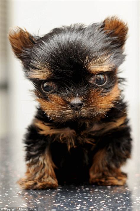 Is this the smallest puppy in the world? Tiny Yorkshire Terrier weighs ...