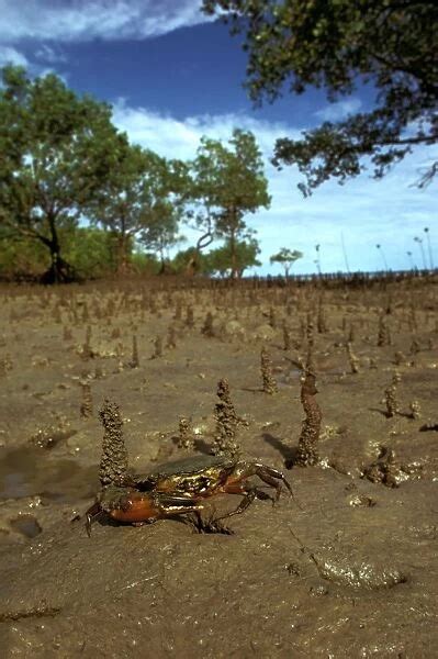 Mud crab In mangrove habitat Northern Australia JPF12013