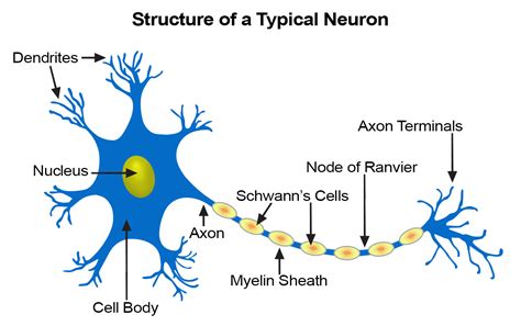 Nervous Tissue Diagram Labeled