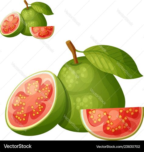 Guava fruit cartoon icon isolated on white Vector Image