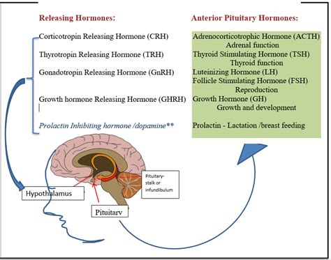 Hypothalamus and Pituitary Gland - WAPO