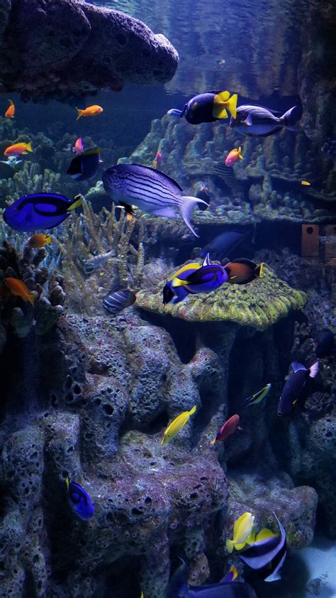 Best 11 Coral Reef Aquarium Background – Artofit