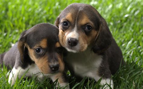 Beagle Dog Breed Information, Images, Characteristics, Health