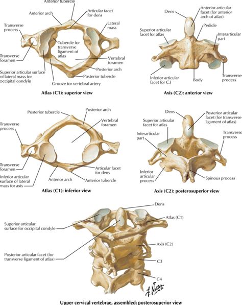 Cervical Spine Diagram