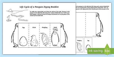 Life Cycle of a Penguin Zigzag Book (teacher made) - Twinkl