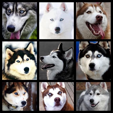 Just a few of the MANY faces and colours of the Siberian husky. Not ...