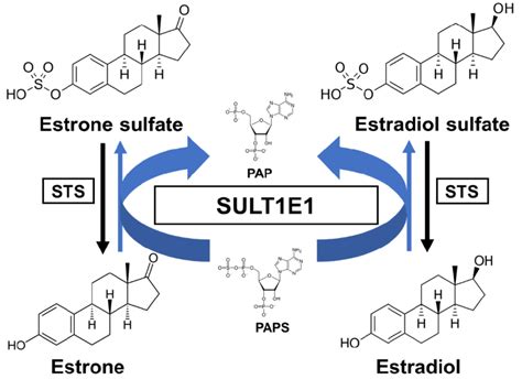 A schematic sulfation pathway of estrogens. STS, steroid sulfatase ...