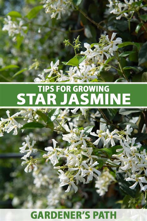 How to Grow Star Jasmine as a Ground Cover | Gardener’s Path