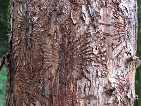 Wych Elm (Ulmus glabra) | How to Identify Wych Elm