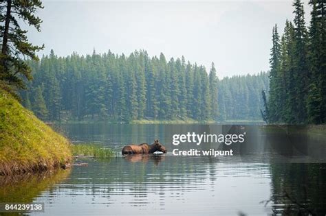 A Moose Swimming In A Lake High-Res Stock Photo - Getty Images