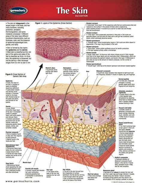 Skin Chart - Medicine and Anatomy Quick Reference Guide (eBook Rental ...