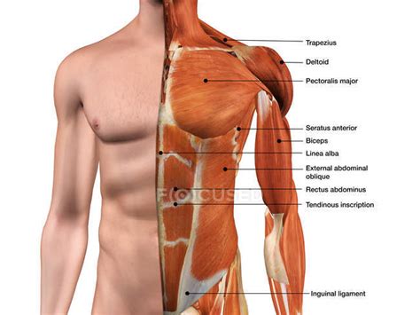 Male anterior thoracic wall chest muscles labeled on white background ...