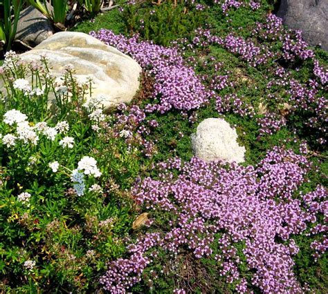 Creeping Thyme Information: Tips For Growing Creeping Thyme Plants Rock ...