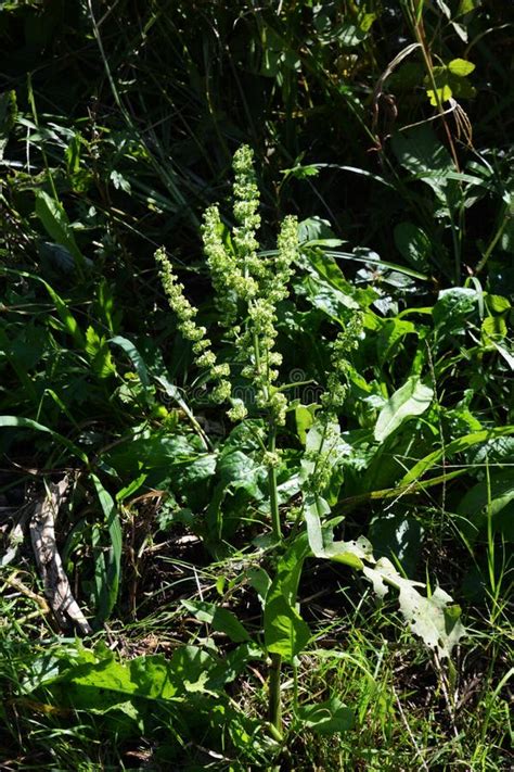 Rumex Japonicus / Polygonaceae Weed Stock Image - Image of japan ...