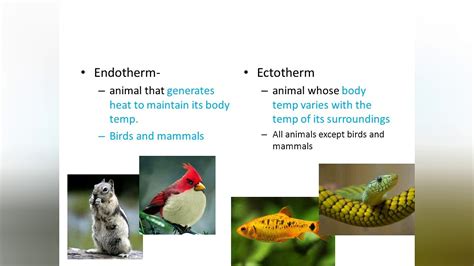 Endotherm and Ectotherm - YouTube