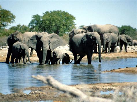 File:Elephants Etosha Namibia(1).jpg - Wikimedia Commons