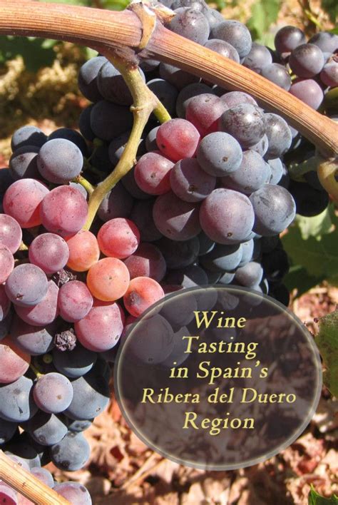 7 Fantastic Ribera Del Duero Wineries to Visit in Spain | Wine tasting ...