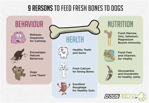 How to Safely Feed a Dog Bones | Dogs First | Healthy bones, Raw dog ...