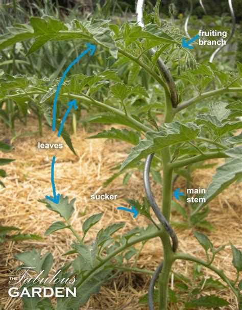 Pruning tomatoes - The Fabulous Garden | Growing tomato plants, Tomato ...