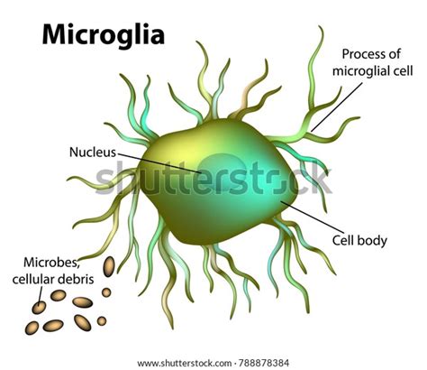 Microglial Cells Found Central Nervous System Stock Vector (Royalty ...