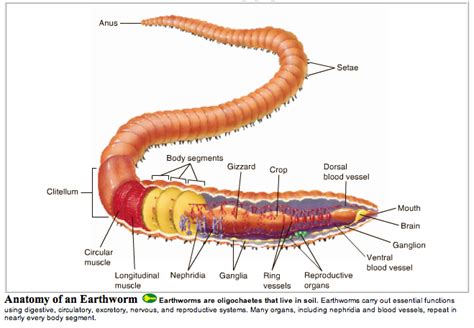 Marine Biology | Marine biology, Biology, Biology labs