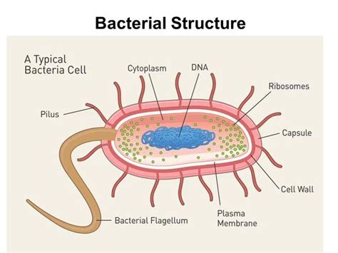 Label the Bacterial Cell Key New Unit 1 Cells and Cell Processes Ppt ...