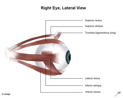 Eye Movement - USMLE Strike