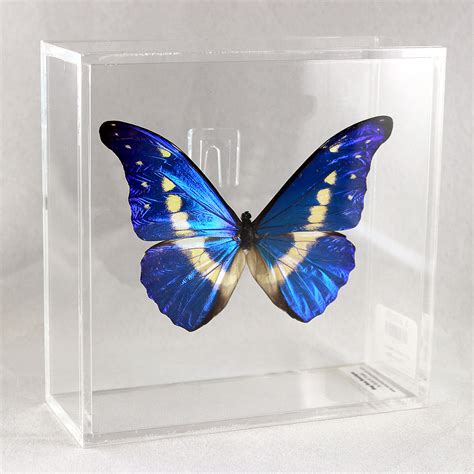 Helena Morpho 6 x 6 Acrylic Display – Butterfly Wonderland Treasures