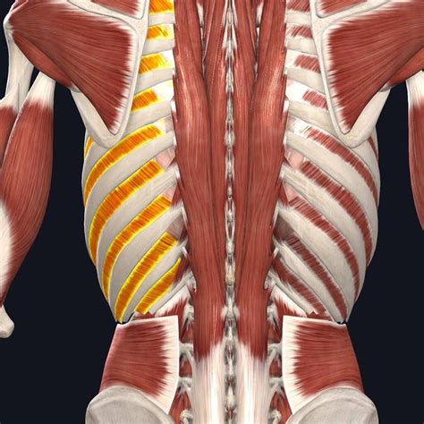 Rib Cage Muscles - qwlearn