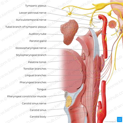 Glossopharyngeal Nerve: Anatomy And Function Kenhub