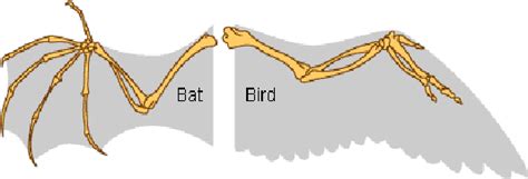 Convergent Evolution-Parallel evolution: | BIOZOOM