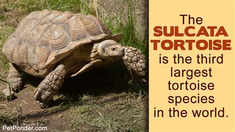 All You Need to Know About the Diet of a Sulcata Tortoise | Sulcata ...