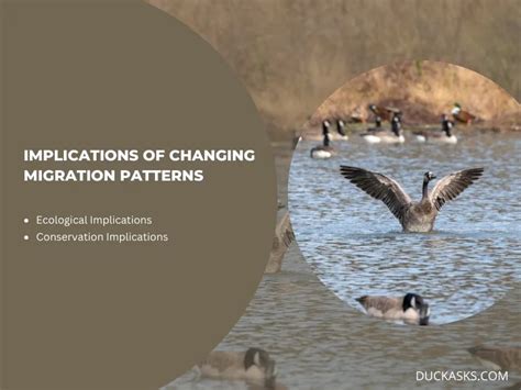 Ducks Migration Patterns: Ducks Are Migrating Late