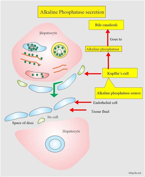 Alkaline phosphatase level (ALP) - Labpedia.net