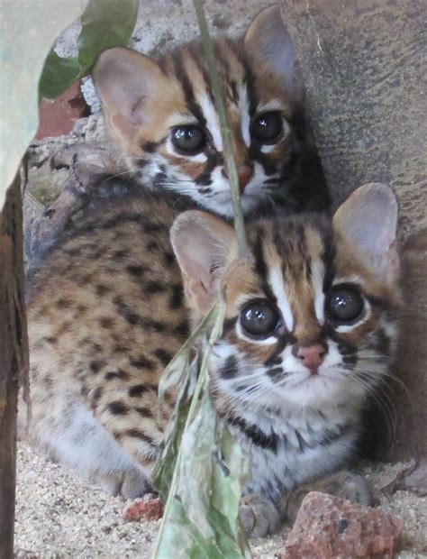 Kucing Hutan ( Felis bengalensis ) - GAKUM LHK